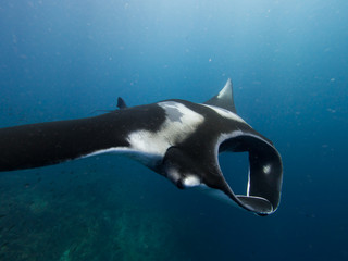 Close up of Gianat Manta ray from the side	
