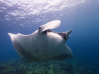 Giant Manta from the front with sunbeams