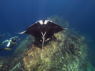 Giant Manta ray swimming along a coral reef ridge and cleaning station with a divers on the side of the ridge