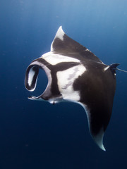 Giant Manta ray with scars on its back from a fishing line that was caught around its right pectoral fin. The fishing line was removed by divers on a previous dive.