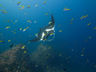Fototapeta na wymiar Giant Manta ray swimming with a school of fish in the foreground.