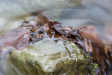 Wet leaves on a rock in the river.