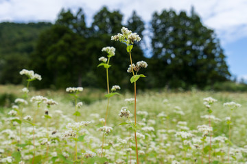 大きな森の木と蕎麦の花