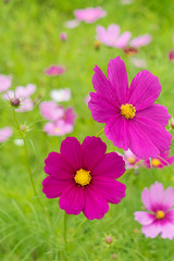 Obraz premium ピンクのコスモス
