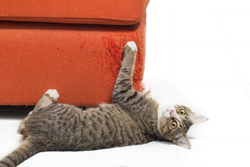 Kitten scratching fabric sofa