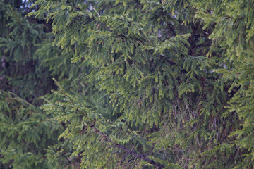 Obraz premium Background with Fir-tree