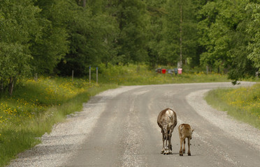 Female reindeer with calf on the drive way in Kuusamo, in Finland.