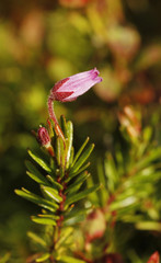 Mountain heath on the slope of Palkaskero fell in Pallas-Ylläatunturi National Park in Muonio, Finnish Lapland.