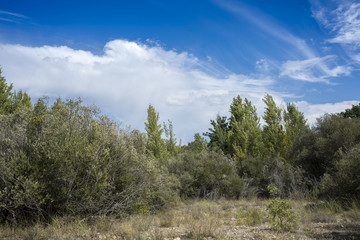 Obraz premium Poplar and willow groves next to de River Jarama, in Tamajon Mountains, Guadalajara Province, Spain.
