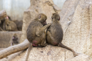 Two Yellow baboons, Papio cynocephalus, delousing each other in a zoo