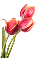Naklejka premium Isolated tulip flowers on a white background