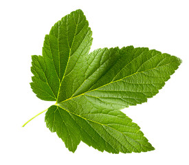 Currant leaf isolated