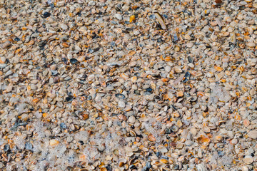 Verschiedene Muscheln am Strand.