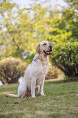 The Labrador retriever playing on the grass