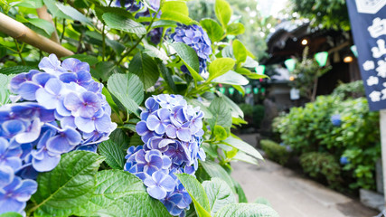 the bunkyo Ajisai (hydrangea) Matsuri Festival / the hakusan shrine built in 947-057, the bunkyo ajisai matsuri is held in early june.