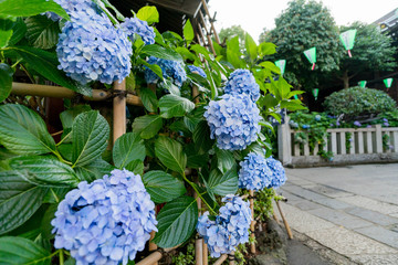 the bunkyo Ajisai (hydrangea) Matsuri Festival / the hakusan shrine built in 947-057, the bunkyo ajisai matsuri is held in early june.