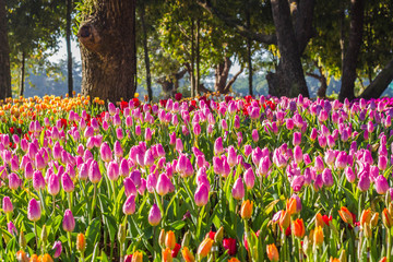 all tulips in the garden selective focus