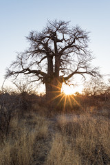 Immense plante de baobab dans la savane africaine avec un ciel bleu clair au lever du soleil. Le Botswana, l& 39 une des destinations de voyage les plus attrayantes d& 39 Afrique.