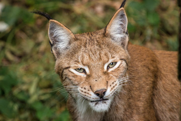 Luchs