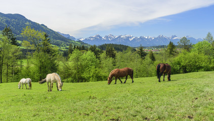 Fototapeta na wymiar Pferde grasen auf einer Koppel am Alpenrand
