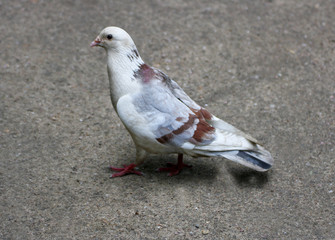 Pigeon on earth.