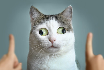 funny cat at ophtalmologist appointmet - obrazy, fototapety, plakaty