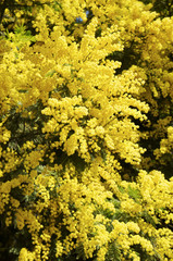 Mimosa flowers background