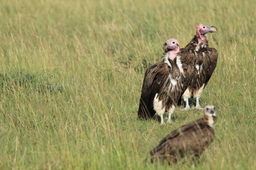 Three lappet-faced vultures  in Kenya
