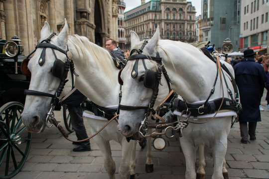 Traditional travel on a trip with horse carriage ride in the center of Vienna