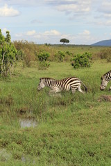 Fototapeta na wymiar Zebras crossing a puddle in Kenya