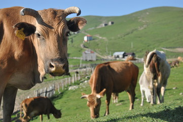 Naklejka na ściany i meble Grazing cows in Georgia. Lesser Caucasus. Seasonal village high in the mountains.