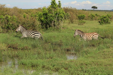 Fototapeta na wymiar Two zebras crossing a puddle in Kenya