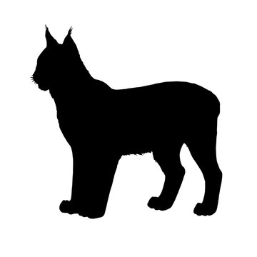 Lynx silhouette. Black white vector illustration.