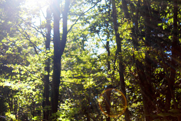 Obraz premium Swiss forest