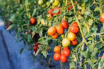 Close up red tomato on garden field
