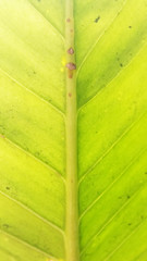 banana leaf