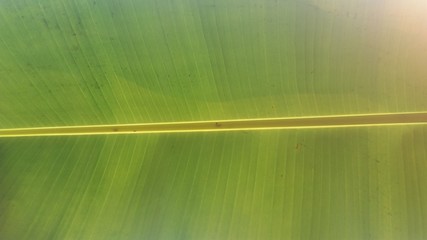 banana leaf