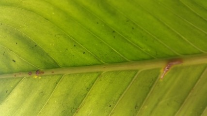 banana leaf