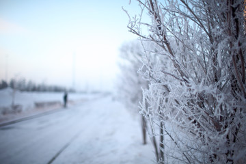 Winter tree with hoar frost on branches