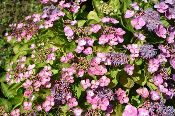 ピンクシャワー（アジサイ）