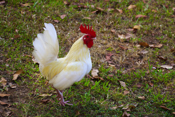 Bantam chicken is in the field.A bantam (Indonesian: Ayam kate) is a small variety of poultry, especially chickens. Etymologically, the name bantam is derived from the city of Bantam