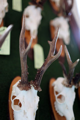 Trophäenschau Trophäe Krickerl Rehbock