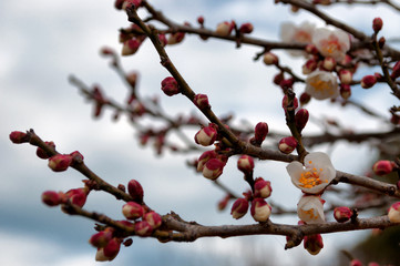 可憐に咲く梅の花