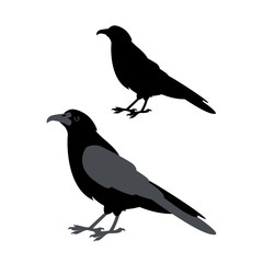 Raven vector illustration style Flat