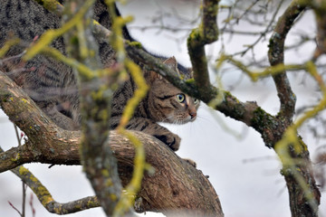Katze im Baum