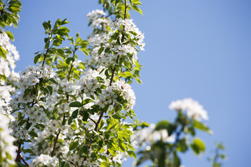 Cherry tree spring blossom, branch with flowers closeup