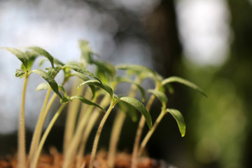 Fototapeta na wymiar Tomato Seedlings
