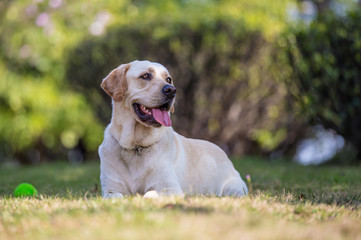 Obraz na płótnie Canvas The Labrador retriever playing on the grass
