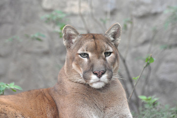 Puma, cougar portrait. Mountain lion close up.