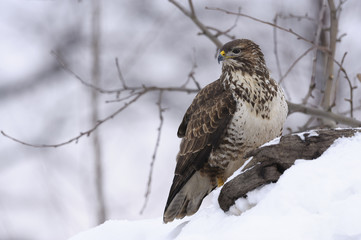 Buzzard Buteo buteo sitting on the branch in winter